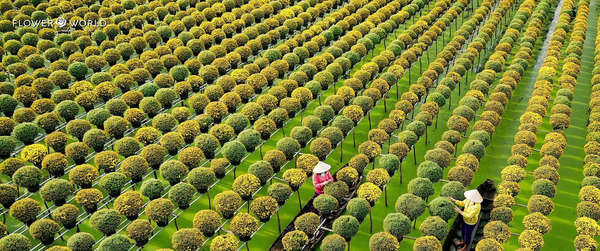 TỔ HỢP ĐÔ THỊ - DU LỊCH FLOWER WORLD SA ĐÉC